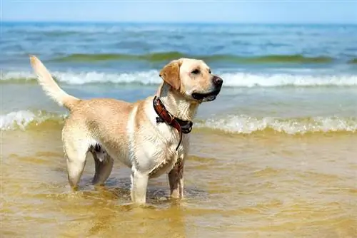 labrador retriever mbwa katika pwani