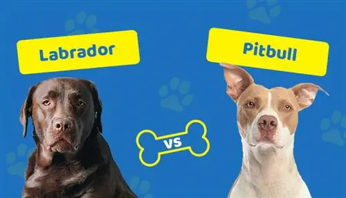 Labrador vs. Pitbull: Perbedaan Utama (Dengan Gambar)