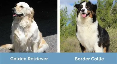 Golden Retriever vs Border Collie yan yana