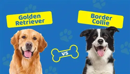 Golden Retriever vs. Border Collie: Alle forskellene (med billeder)