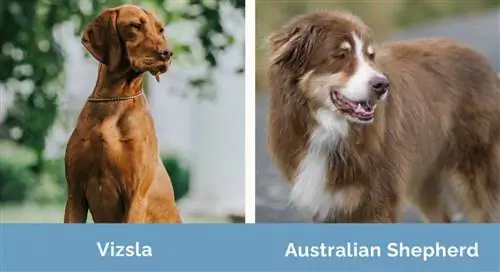 Vizsla vs Australian Shepherd გვერდიგვერდ