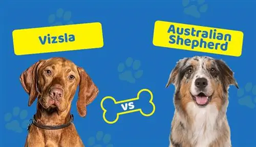 Vizsla vs. Ausztrál juhászkutya: A legfontosabb különbségek (képekkel)