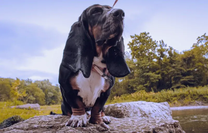 Bassethond wat op 'n rots naby rivier staan