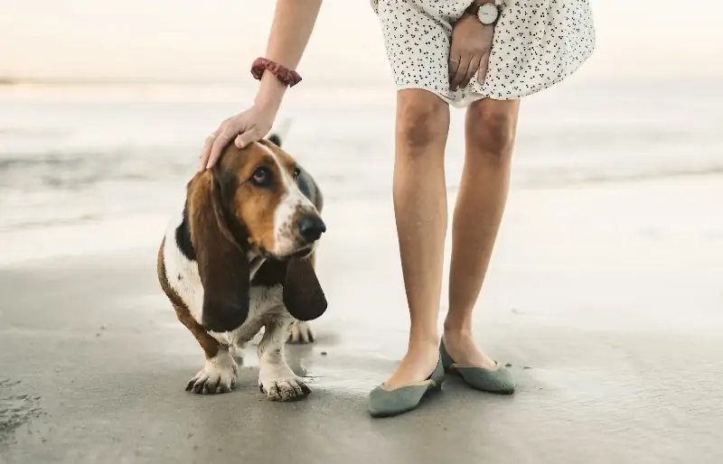 vrouw die een basset hound dog aait op het strand