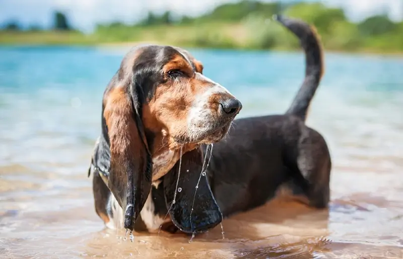 Kunnen Basset Hounds zwemmen? Hier leest u hoe u ze kunt leren