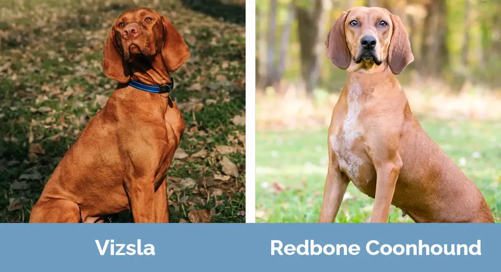 Vizsla vs Redbone Coonhound - Tofauti za Kuonekana