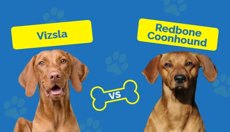 Vizsla vs Redbone Coonhound: Las diferencias clave (con imágenes)