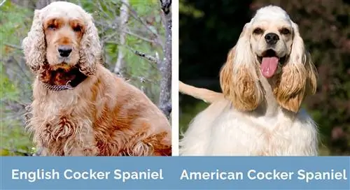 Ingliz va Amerika Cocker Spaniel yonma-yon