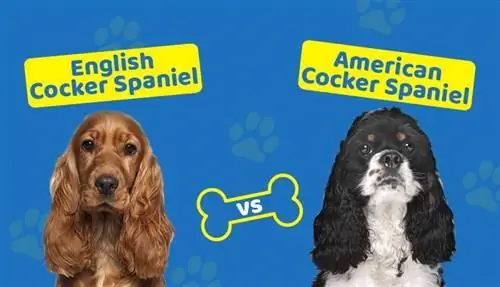 Cocker Spaniel anglès vs americà: les diferències clau (amb imatges)