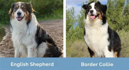 Engelsk Shepherd vs Border Collie side om side