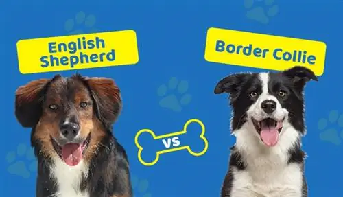 Chó chăn cừu Anh vs Border Collie: Sự khác biệt chính (Có ảnh)