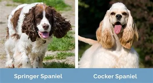 Springer Spaniel vs Cocker Spaniel կողք կողքի