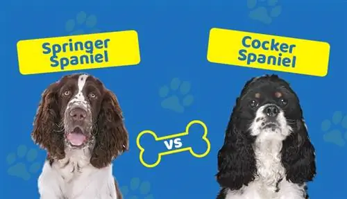 Springer Spaniel vs. Cocker Spaniel: Die wichtigsten Unterschiede (mit Bildern)