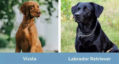 Vizsla vs labradori retriiver kõrvuti