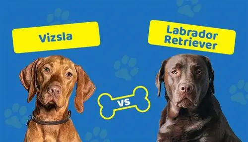 Vizsla vs Labrador: le principali differenze (con immagini)