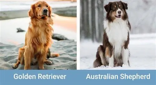 Golden Retriever_sidebyside_Australian Shepherd