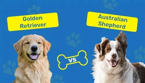 Golden Retriever vs Australian Shepherd - Lawv txawv li cas? (Nrog cov duab)