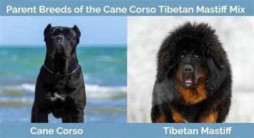 Cane Corso Mastiff tibetano misturado