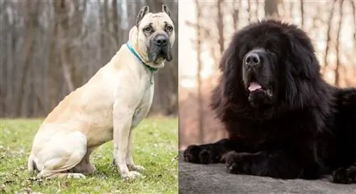 Cane-Corso-Tibeti-Masztiff_SbS1