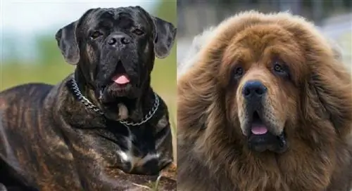 Cane-Corso-Tibetan-Mastiff-SbS4