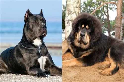 Cane Corso tibeti masztiff keverék: Információ, képek, tulajdonságok & Tények