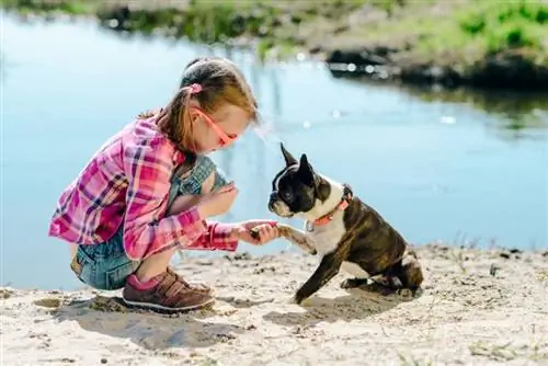 flicka leker med boston terrier hund på sandiga flodstranden utomhus