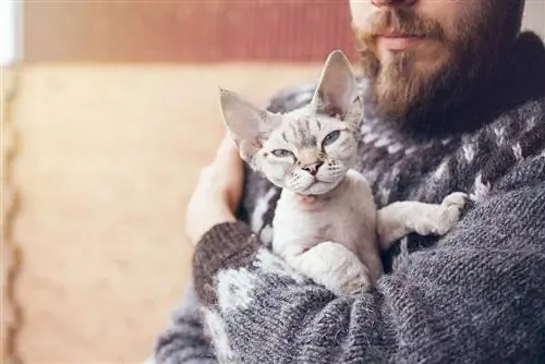 Devon Rex mushuklari qancha yashaydi? Bundan tashqari, 8 ta ta'sir qiluvchi omillar