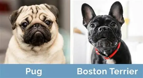 Mops in bostonski terier drug ob drugem