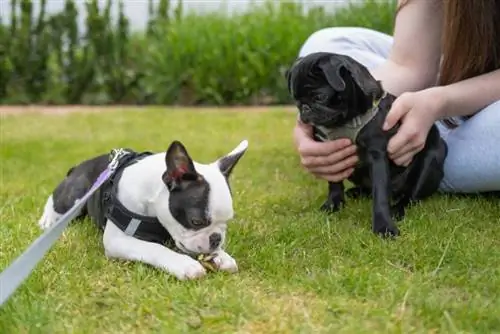 swart hondjie mopshond wat deur 'n meisie gehou word, kyk na 'n boston terrier hondjie wat 'n blaar eet