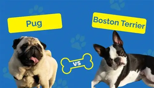 Mops vs Boston Terrier: Który z nich jest dla mnie odpowiedni?