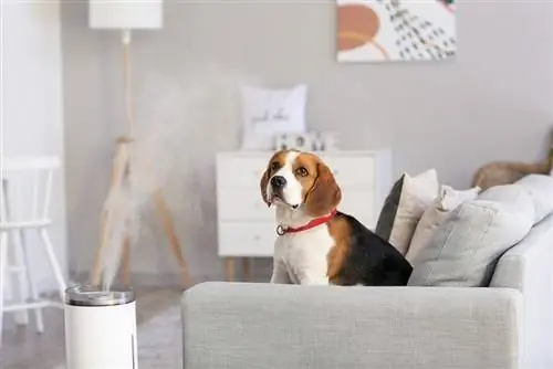 Beagle hond zit met luchtbevochtiger