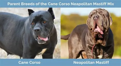 Neapoles mastifu maisījuma Cane Corso vecāku šķirnes