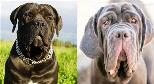 Cane Corso Maklumat Campuran Mastiff Neapolitan: Gambar, Perangai & Sifat