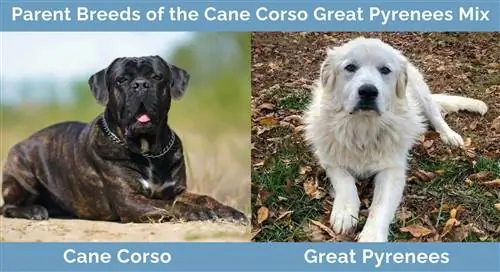 Cane-Corso-Great-Pyrenees-Mix