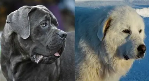 Cane Corso Great Pyrenees Mix: Tietoja, kuvia, ominaisuuksia & Faktaa