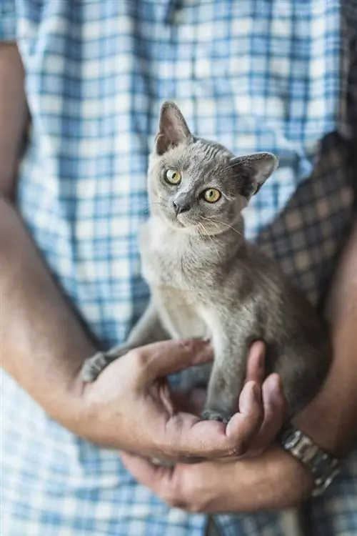 hombre sosteniendo un gatito birmano azul