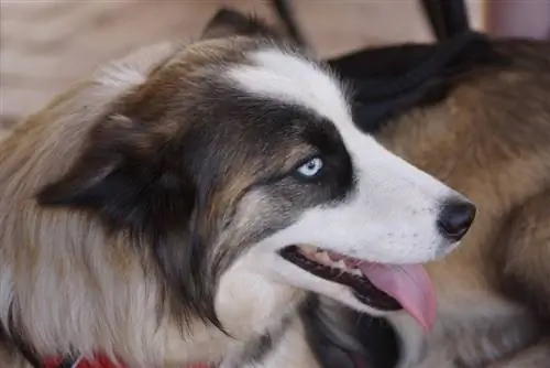 Border Collie Husky Mix