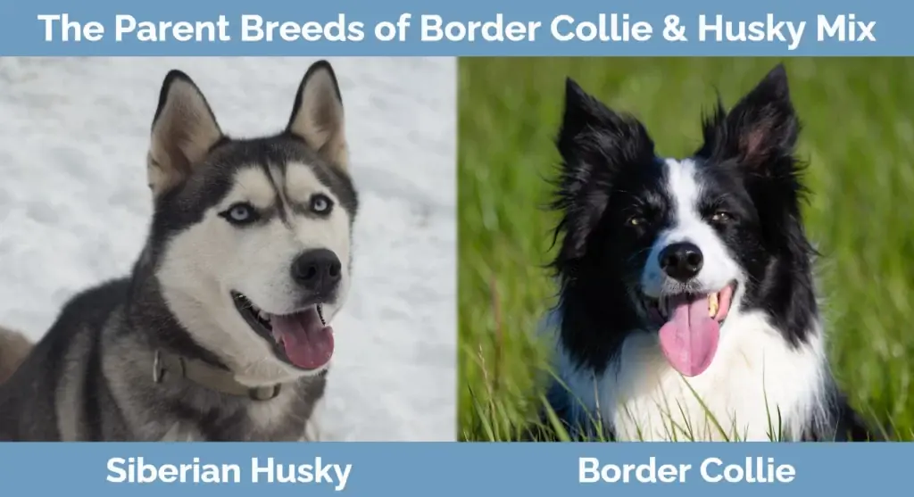 Die Elternrassen von Border Collie & Husky Mix