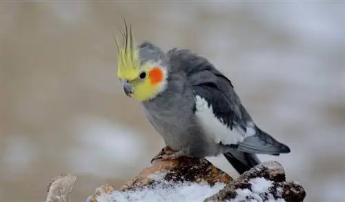 Nymphensittich im Schnee