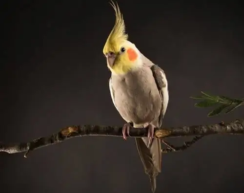 Cinnamon cockatiel katika mandharinyuma nyeusi