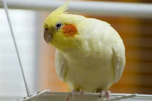 cockatiel Lutino