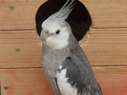 ነጭ ፊት cockatiel