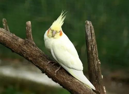 Cockatiel periquito