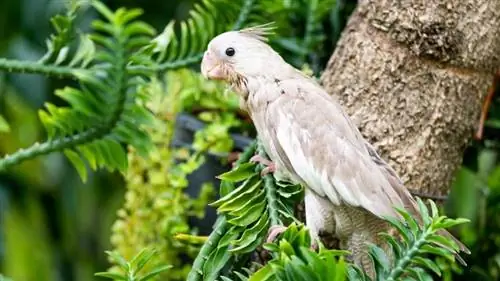 valkoinen kasvot cockatiel puussa