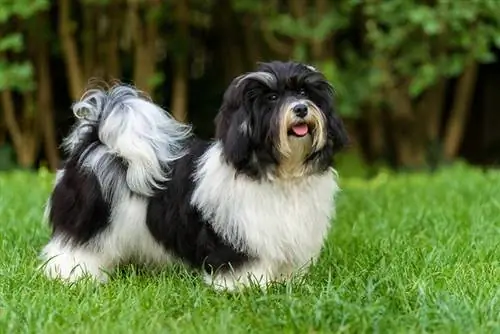 un havanese multicolore al parco