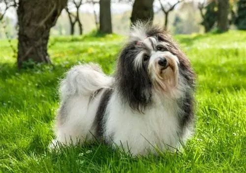 cachorro havanês em pé na grama