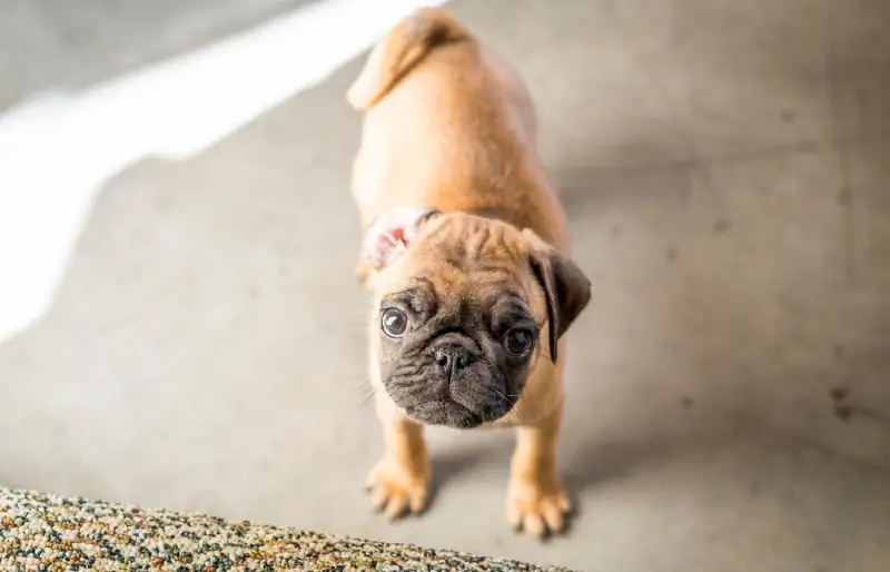 chiot pug abricot regardant la caméra