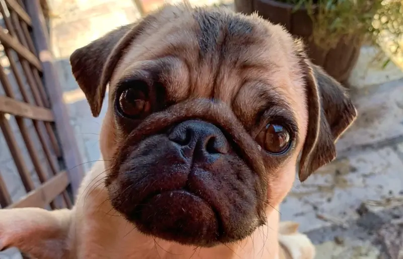 primer plano de la cara de pug