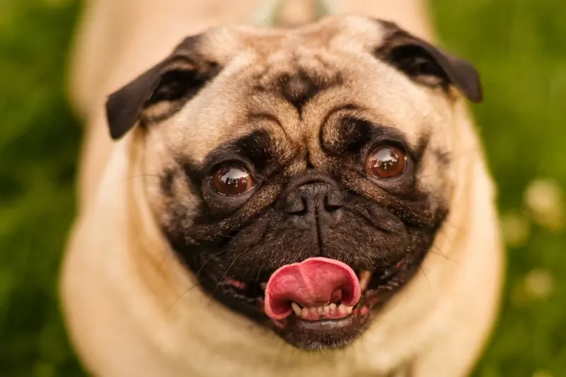 Apricot Pug: รูปภาพ, ข้อเท็จจริง & ประวัติศาสตร์