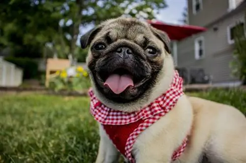 xoşbəxt kürəkən pug puppy